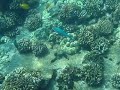Hawaii - Snorkeling at Honaunau Bay - July 2008