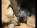 puppies and kittens mix. puppies and kittens mix.
