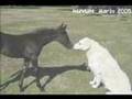 Kuvasz