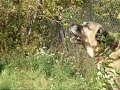 Central Asian Ovtcharka - Hakim - Poland