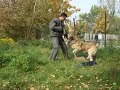 Central Asian Ovtcharka - Hakim - Poland