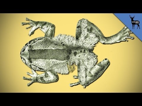 Why Does This Frog Break Its Own Bones?
