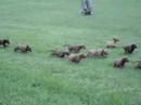 Re: Dirty_Dozen_Chesapeake_Puppies