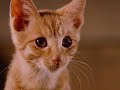 The Adventures Of Milo And Otis | ENYA - THE LONGSHIPS The Adventures Of Milo And Otis | ENYA - THE LONGSHIPS