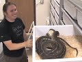 SnakeBytesTV-so you want to be a snake breeder?
