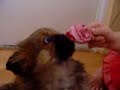 pekinczyk je loda
