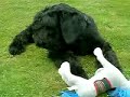 Arnie - My Giant Schnauzer Puppy 2