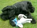 Arnie - My Giant Schnauzer Puppy 2