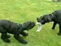 Arnie - My Giant Schnauzer Puppy 2