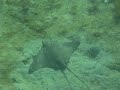 Bat Ray - Juvenile (Myliobatis californica) Bat Ray - Juvenile (Myliobatis californica)