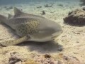 Dive with leopard shark to Thailand