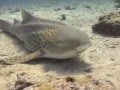 Dive with leopard shark to Thailand