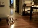 Scout playing Scout playing