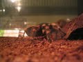 Brachypelma Smithi vs. Tenebrio molitor #2
