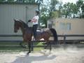 Saddlebred gelding Cool Night Heir