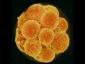 Ciclos