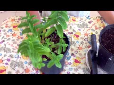 how to replant mint leaves