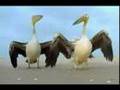 Winged Migration Remix