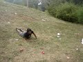 terrasSa pUm!