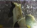 Pour les passion� de chevaux