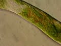 Marine Euglena-like Protist at 1000x Magnification