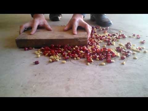 how to harvest coffee beans at home