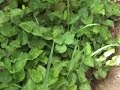 ????-2 KNOW HERBS-2 ????-2 KNOW HERBS-2