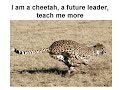 Cheetah Theme Song Cheetah Theme Song