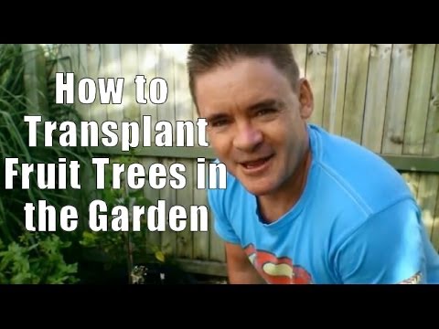 how to transplant apple seedlings