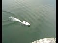 17052008 Triton Peter 2 rc-boat vienna