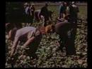 Farm Workers Clip #1