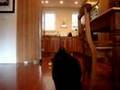 Dog Playing Fetch - Rescue Schipperke