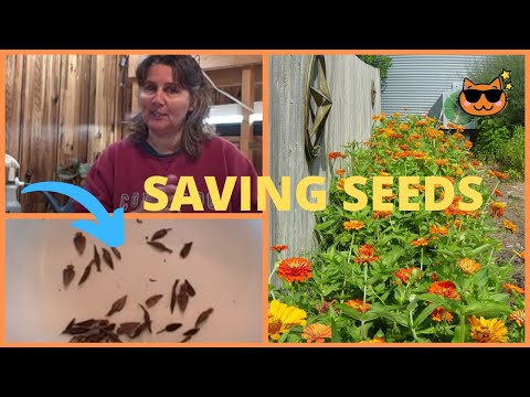 how to harvest zinnia flower seeds