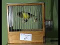 canario de canto español