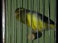 canario de canto español