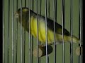 canario de canto español