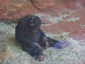 Chimp and frog Chimp and frog
