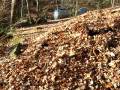 videos de Maggie and Pokie in the leaves