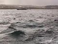 white shark: 3 natural predations in a row white shark: 3 natural predations in a row