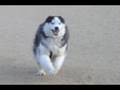 videos de HERE'S OTTO PART 131 KINETIC ART ON SEAL POINT PLATEAU