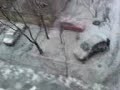 Ninsoare 08 01 2009