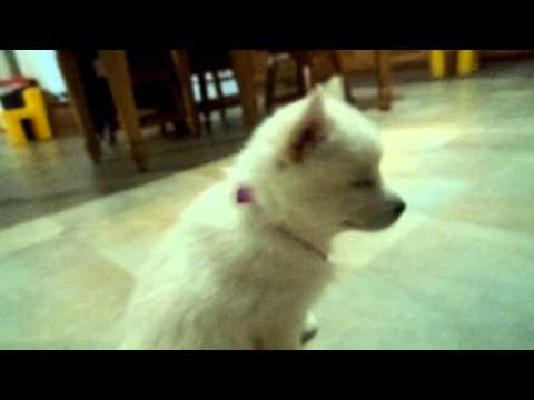 A short video of Tesa