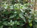A Late Season Tour Of My Vegetable Garden