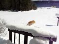 My Funny Golden Retriver My Funny Golden Retriver
