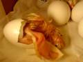 chicken hatch