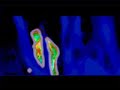 Predator Vision Test