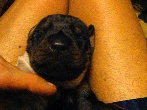 pink girl at close to 2 weeks of age