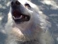 dog-gone-it