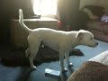 I uploaded a YouTube video -- Dog chasing tail!! http://www.youtube.com/watch?v=KRqmZzE8HDo&feature=autoshare_twitter