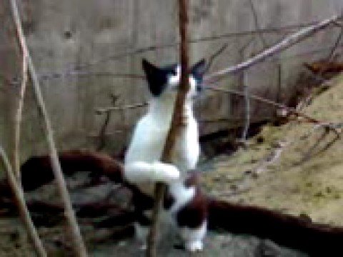 Кошачий стриптиз
